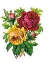 Beautiful Victorian Roses